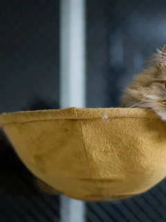 лежа, кошка, benjamin torode, ben torode, дом, daisy