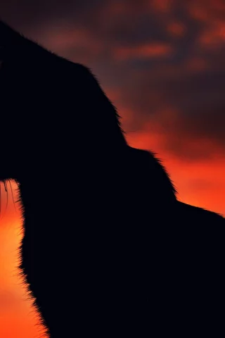 cat, night