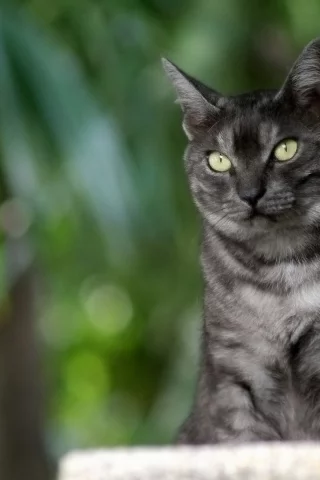 сидит, полосатый, зеленый фон, серый, кот