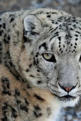 морда, хищник, взгляд, ирбис, snow leopard, снежный барс