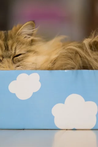 облака, benjamin torode, кошка, daisy, сон, коробка, ben torode