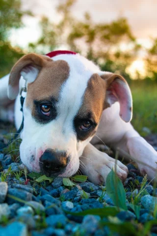 pitbull boxer mix, питбуль, боксёр, щенок, взгляд
