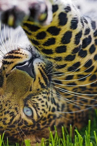 морда, leopard, игра, лапа, леопард, хищник, трава