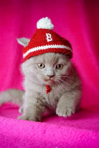 котёнок, розовый фон, шапочка