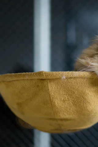 лежа, кошка, benjamin torode, ben torode, дом, daisy