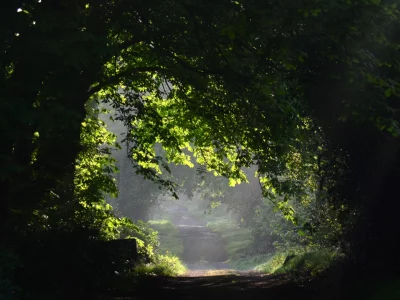 trees, листья, листочки, деревья, leaves, tree, дерево, природа