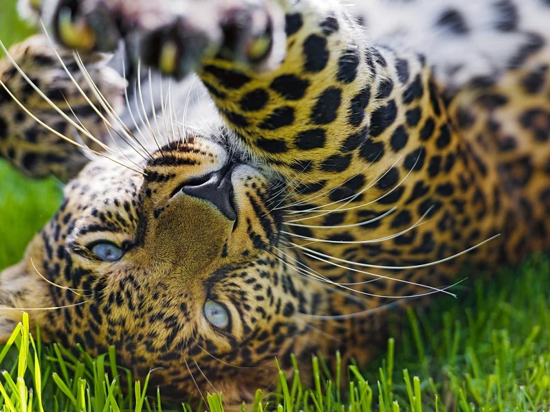 морда, leopard, игра, лапа, леопард, хищник, трава