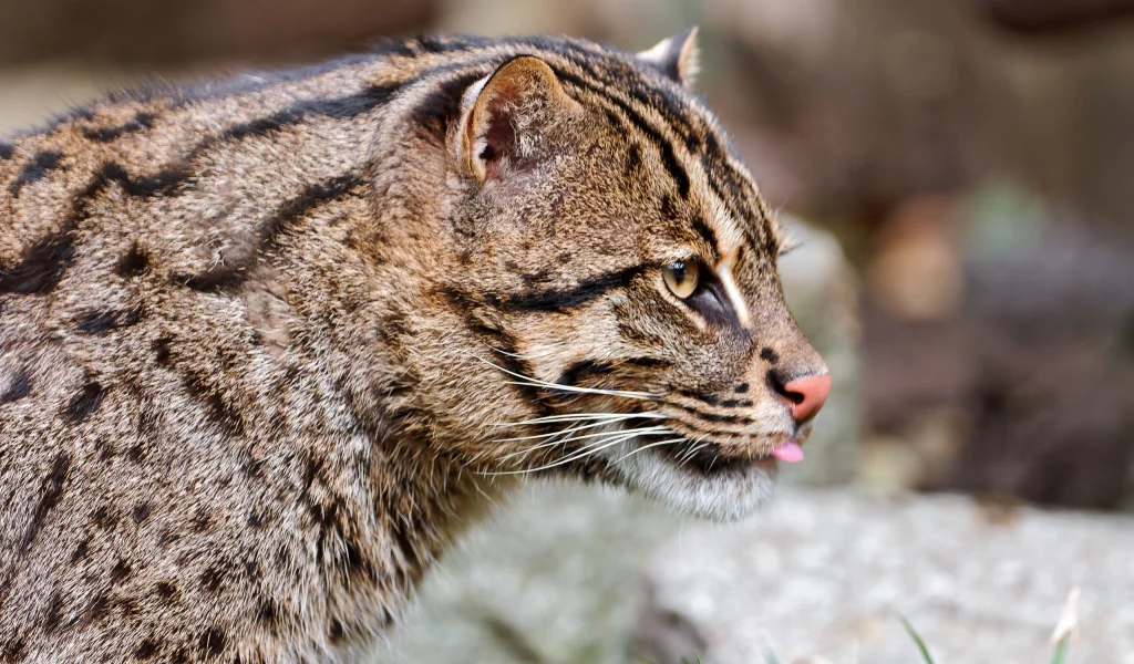 fishing cat, кошка-рыболов, дикая кошка