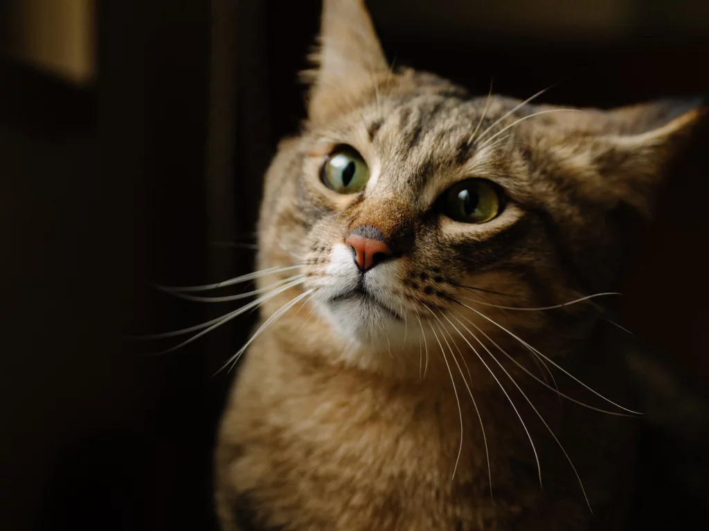 котэ, фон, морда, кот, кошка