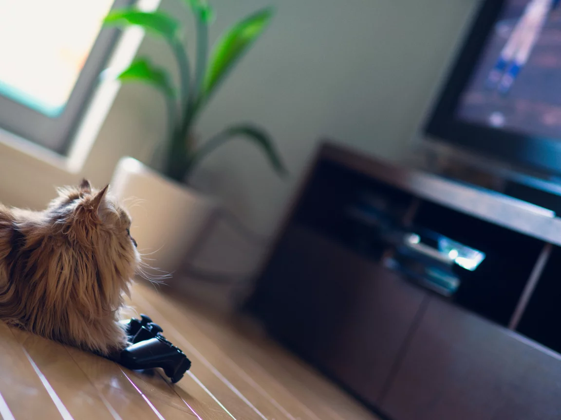 кошка, ben torode, daisy, benjamin torode, телевизор, джойстик, игра