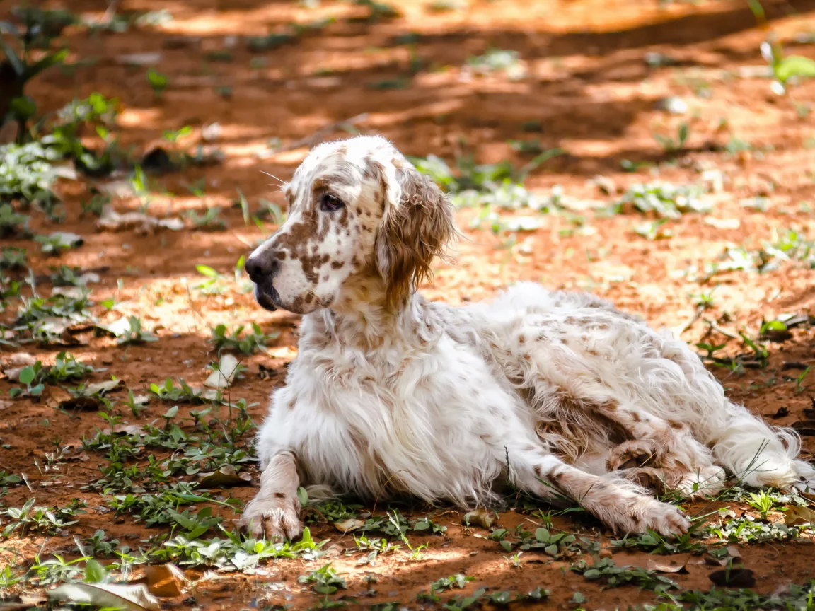 природа, english setter, собака