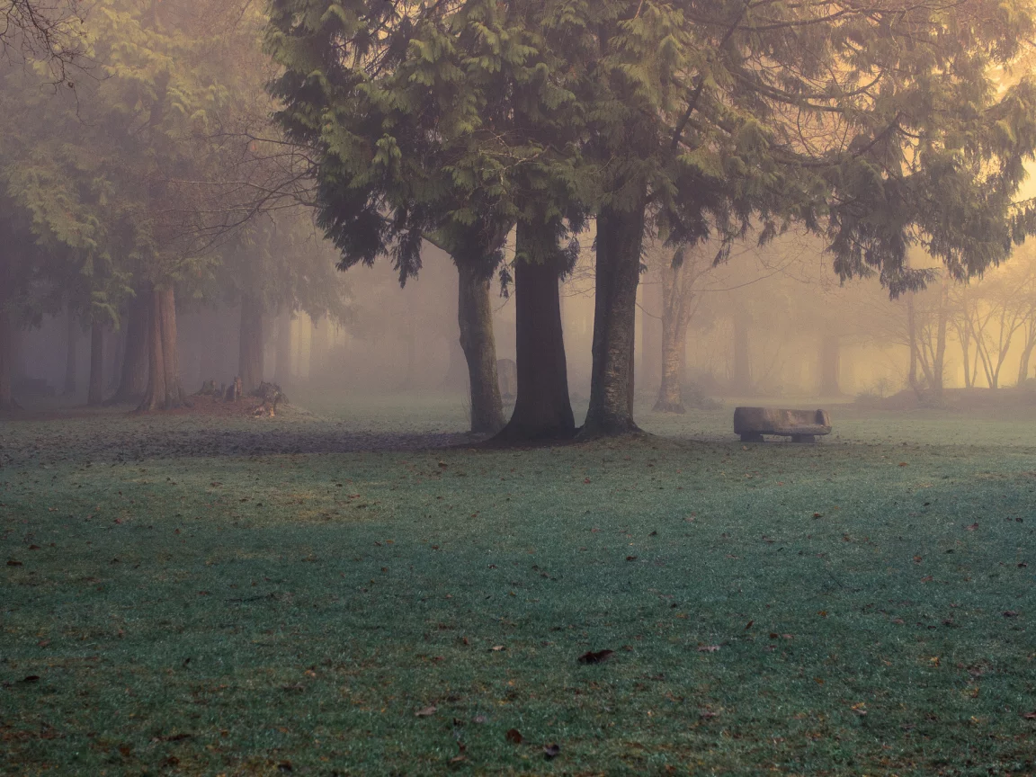 туман, утро, лес, парк, evan kemper рhotography, природа