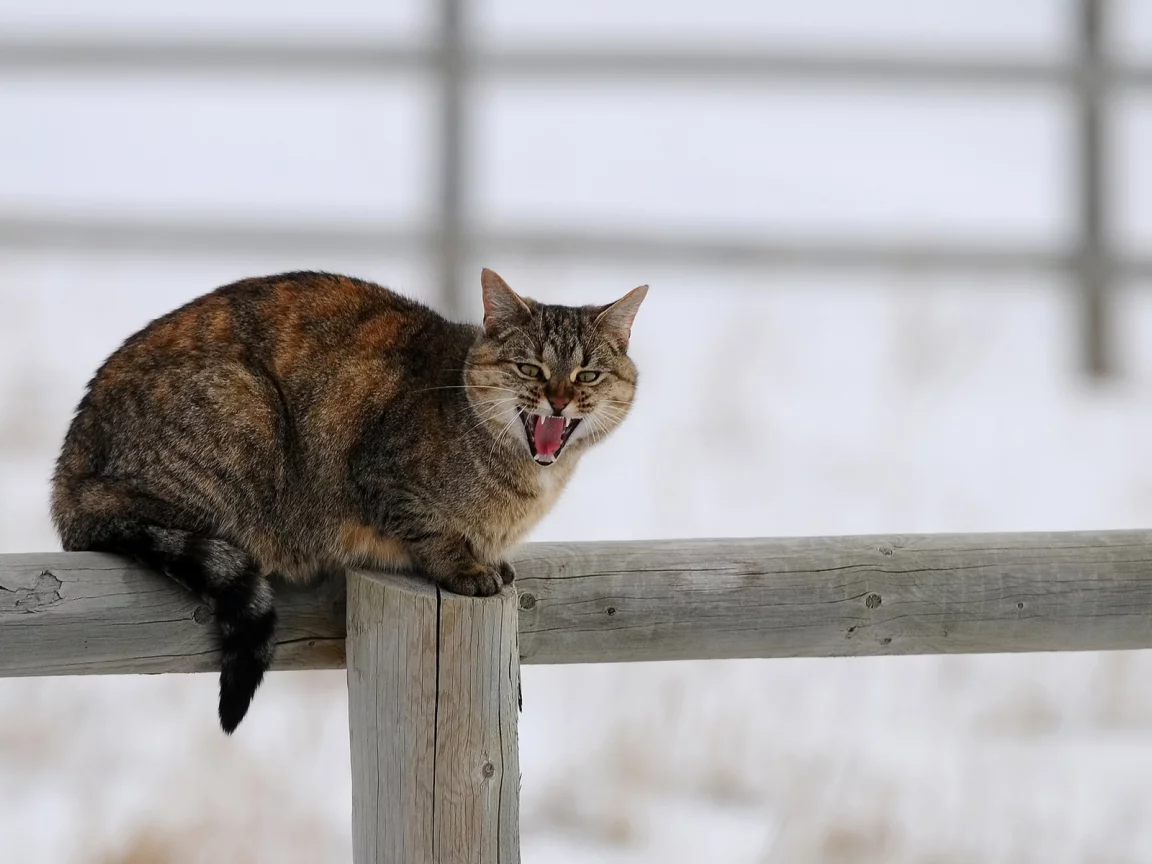 зима, снег, столб, забор, кошка, деревяшки, кот