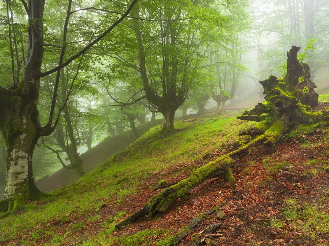 пейзаж, деревья, лес, туман