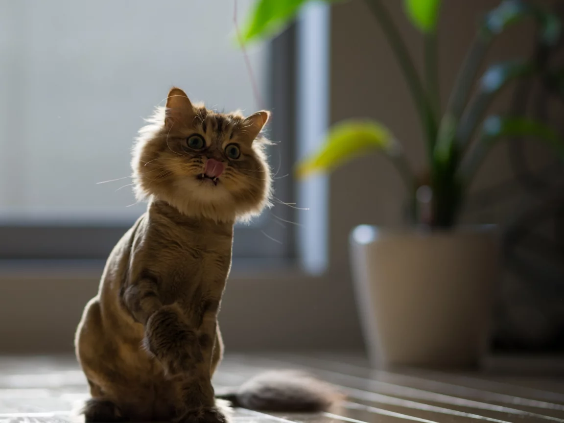 daisy, бритая, кошка, язык, ben torode, benjamin torode, нить игра