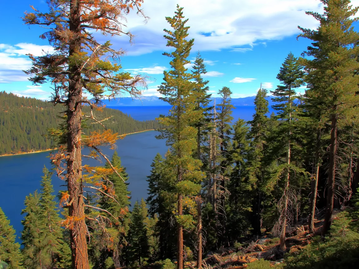 california, лес, lake tahoe, вода, озеро