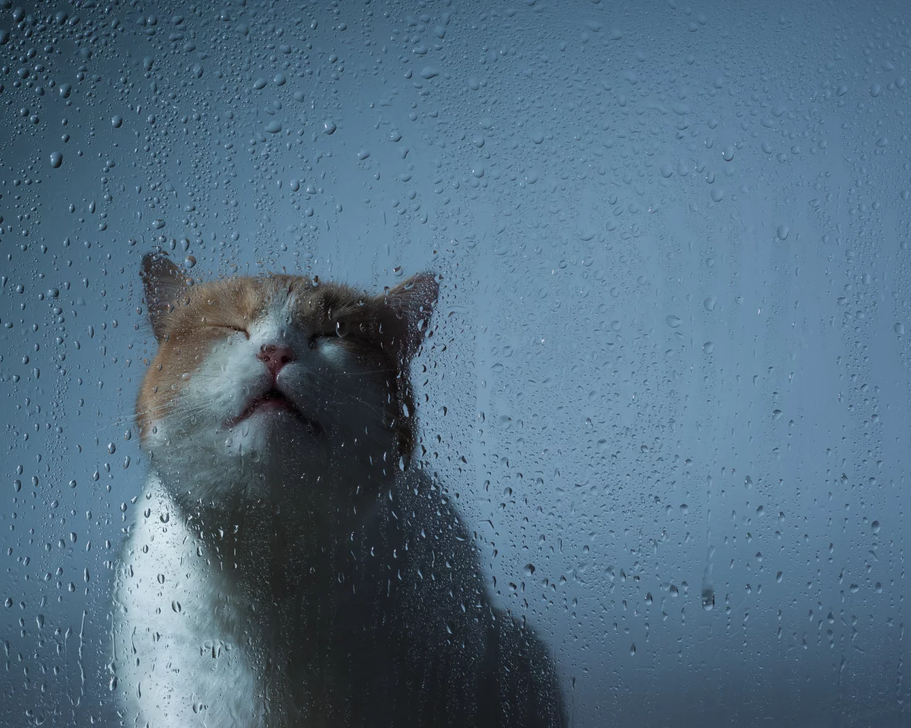 стекло, капли, кошка, benjamin torode, ben torode, мордочка, hannah