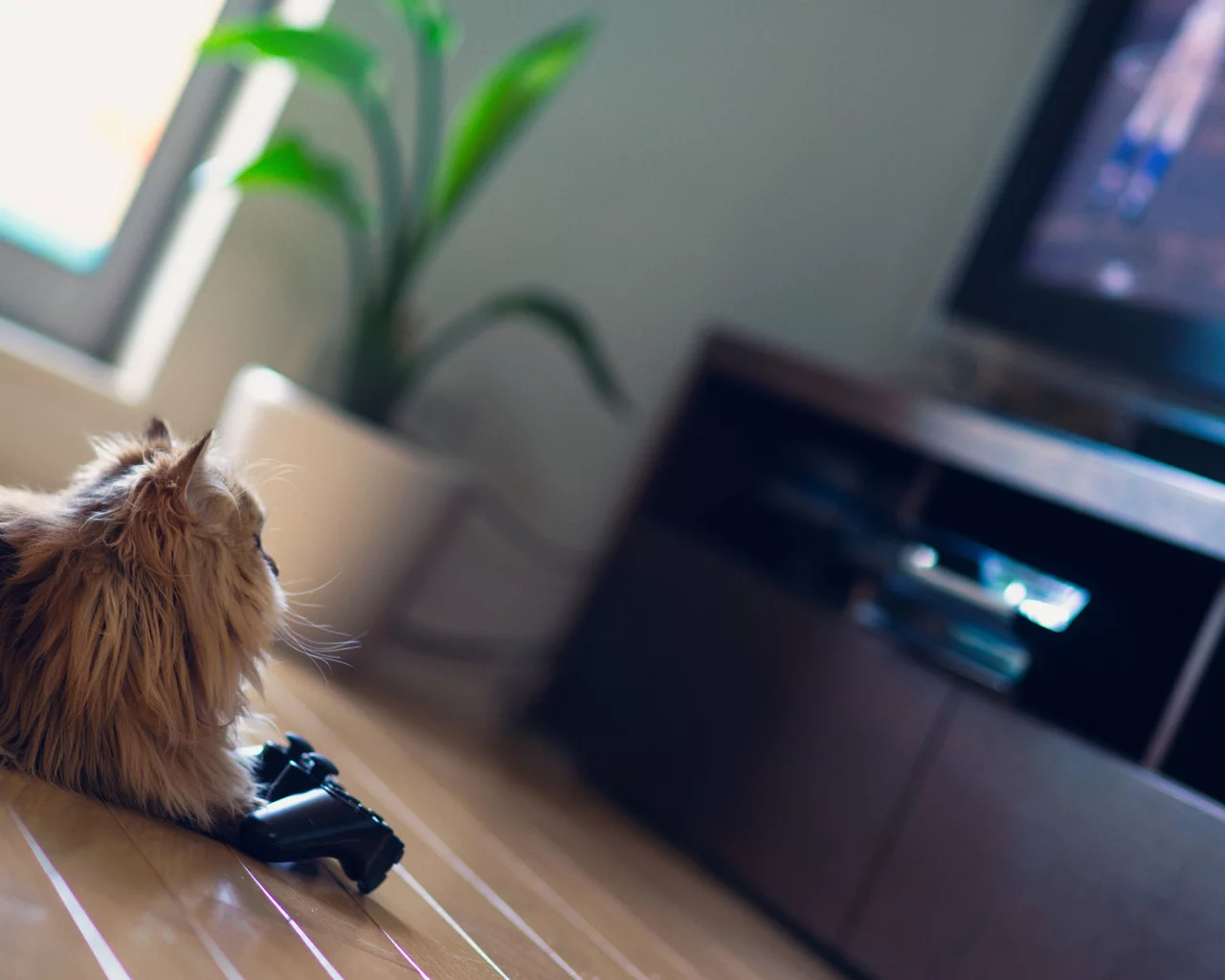 кошка, ben torode, daisy, benjamin torode, телевизор, джойстик, игра