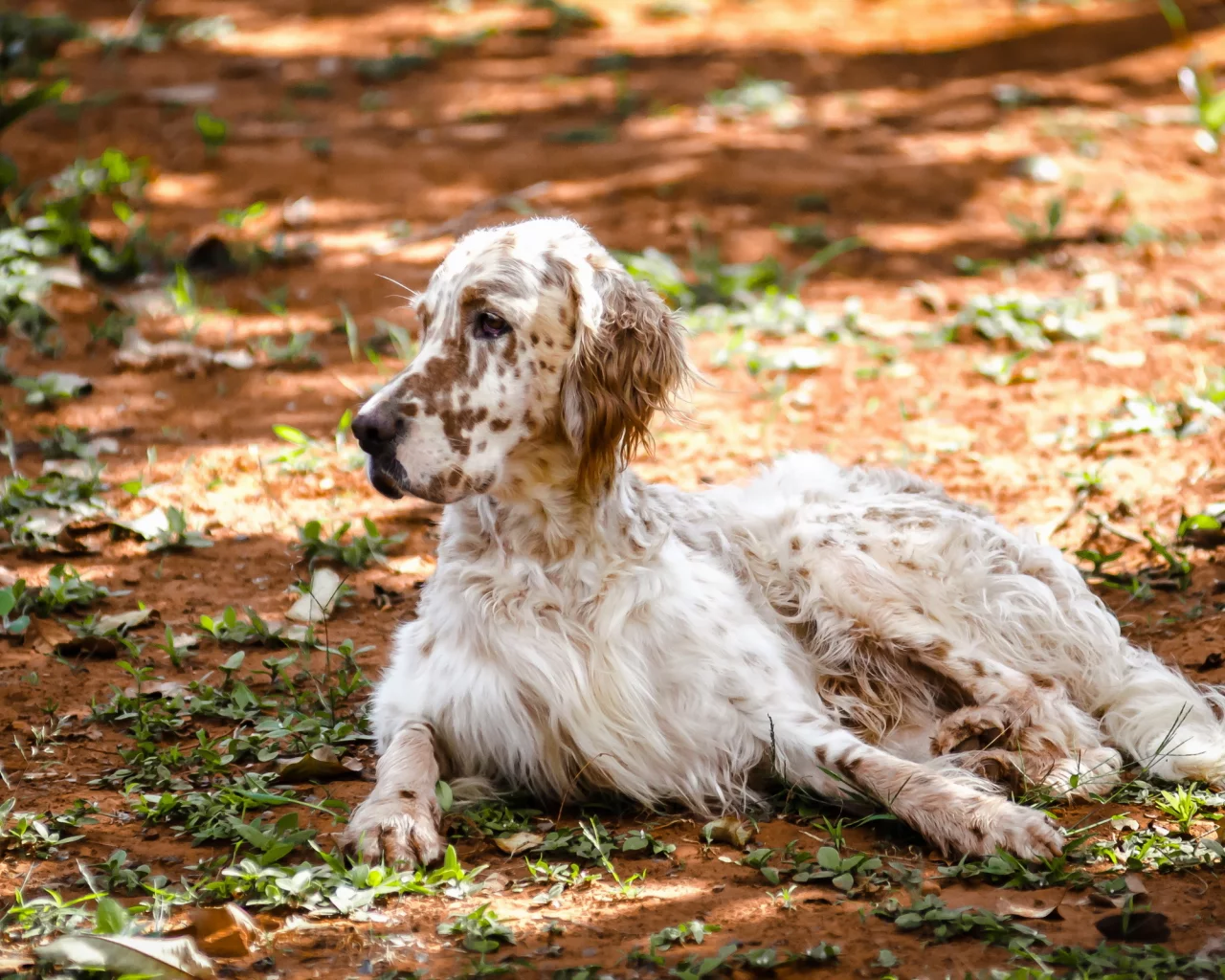 природа, english setter, собака