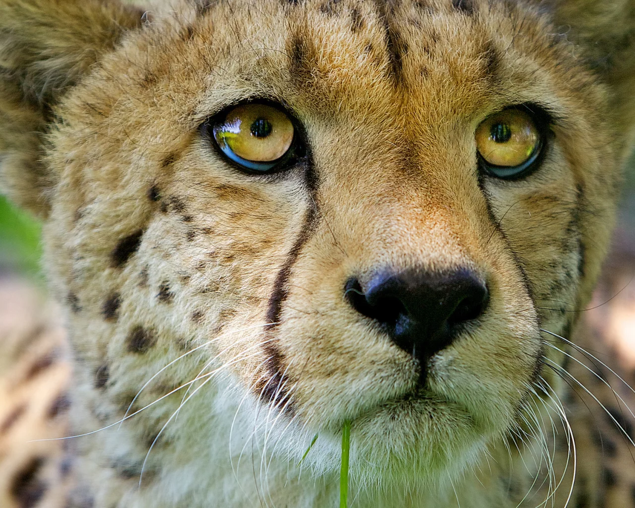 морда, кошка, хищник, взгляд, гепард