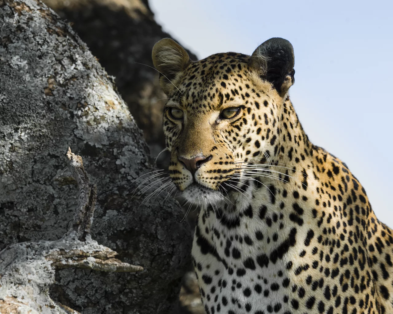 леопард, хищник, leopard, взгляд, морда