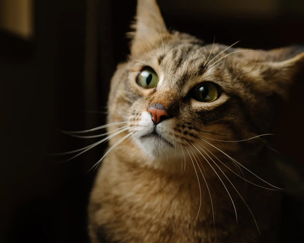 котэ, фон, морда, кот, кошка