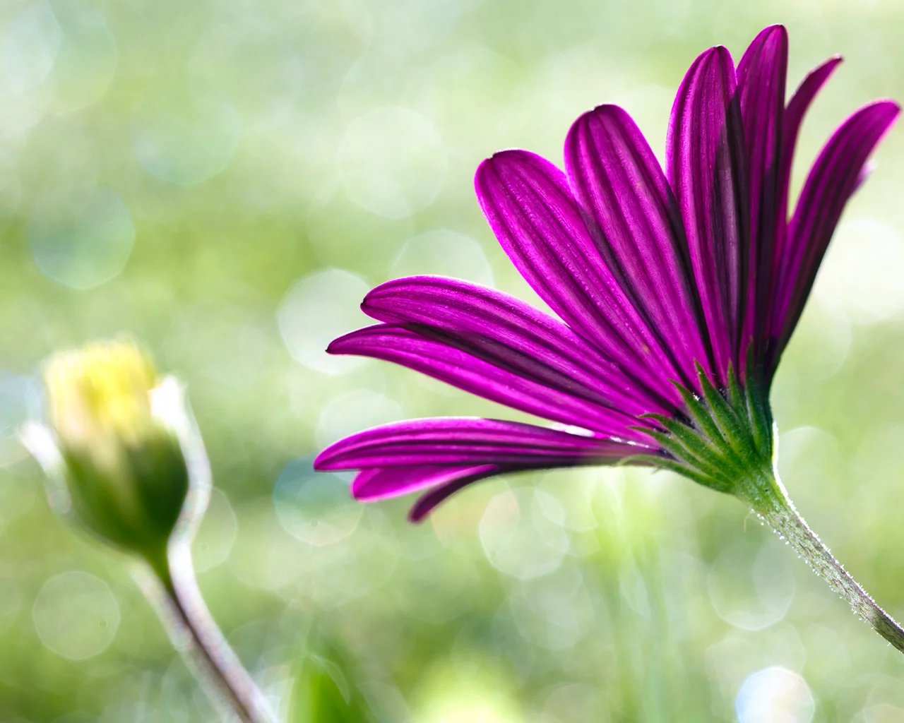 цветы, макро, flower, розовый