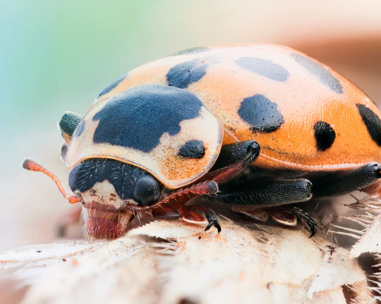black, insect, ladybug, orange