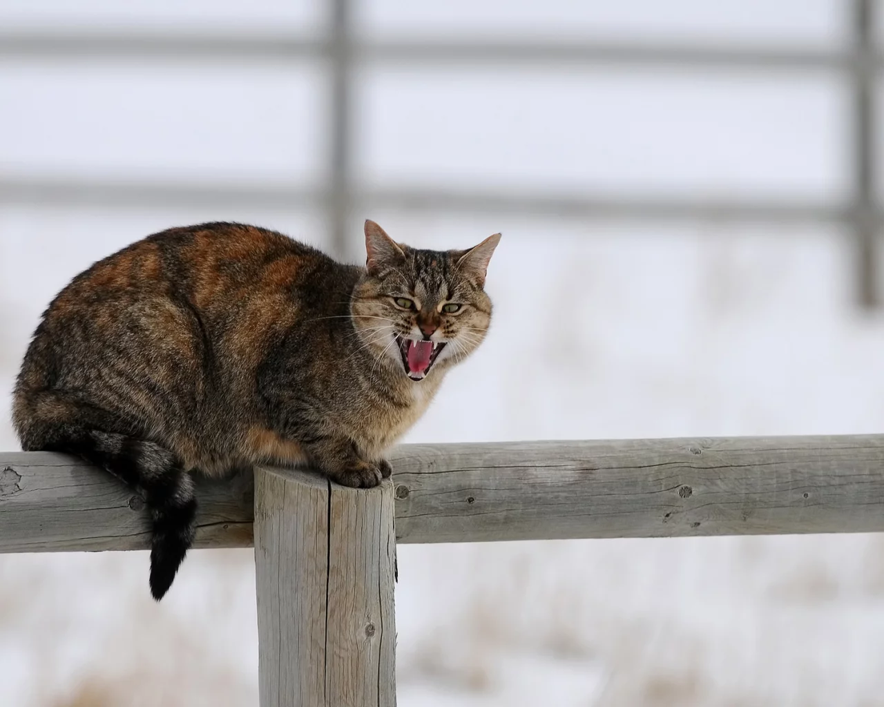 зима, снег, столб, забор, кошка, деревяшки, кот