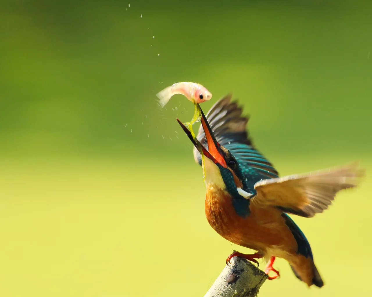 птица, alcedo atthis, kingfisher, ветка, обыкновенный зимородок
