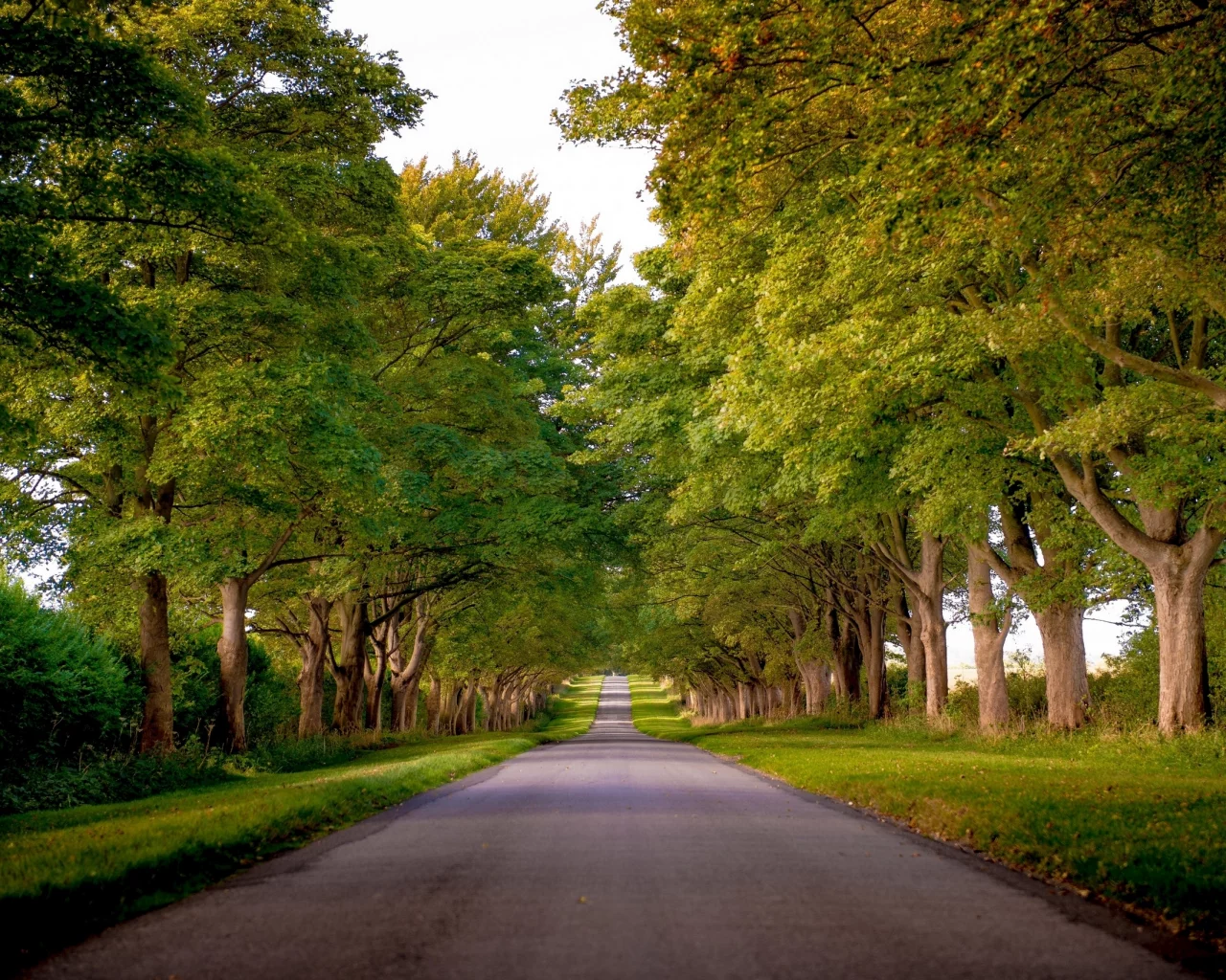 norfolk, england, аллея, норфолк, kings avenue, sandringham, англия