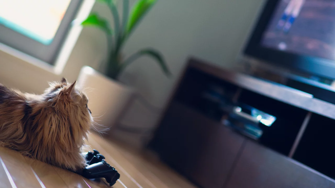 кошка, ben torode, daisy, benjamin torode, телевизор, джойстик, игра