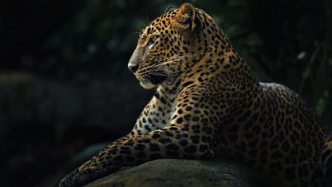 panthera pardus, хищник, леопард, животное