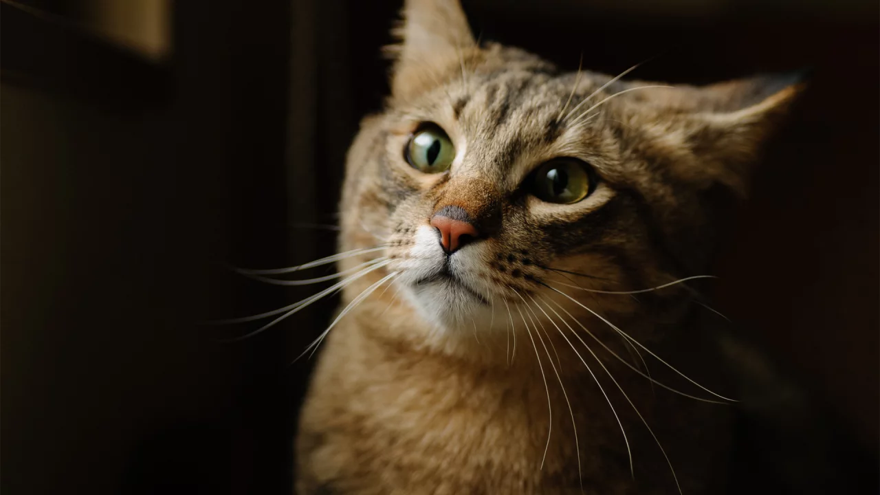 котэ, фон, морда, кот, кошка