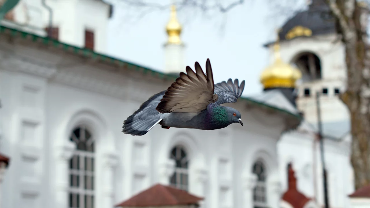 часовня, птица, полёт, голубь, храм, церковь