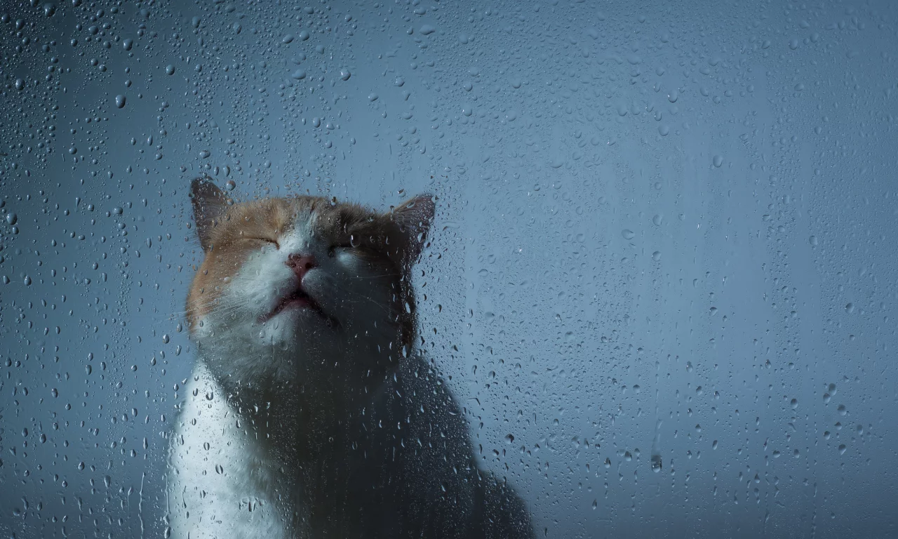 стекло, капли, кошка, benjamin torode, ben torode, мордочка, hannah