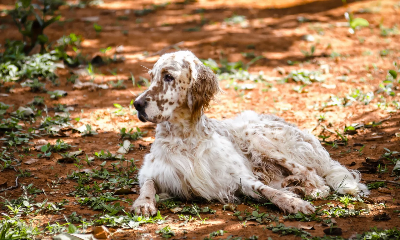 природа, english setter, собака