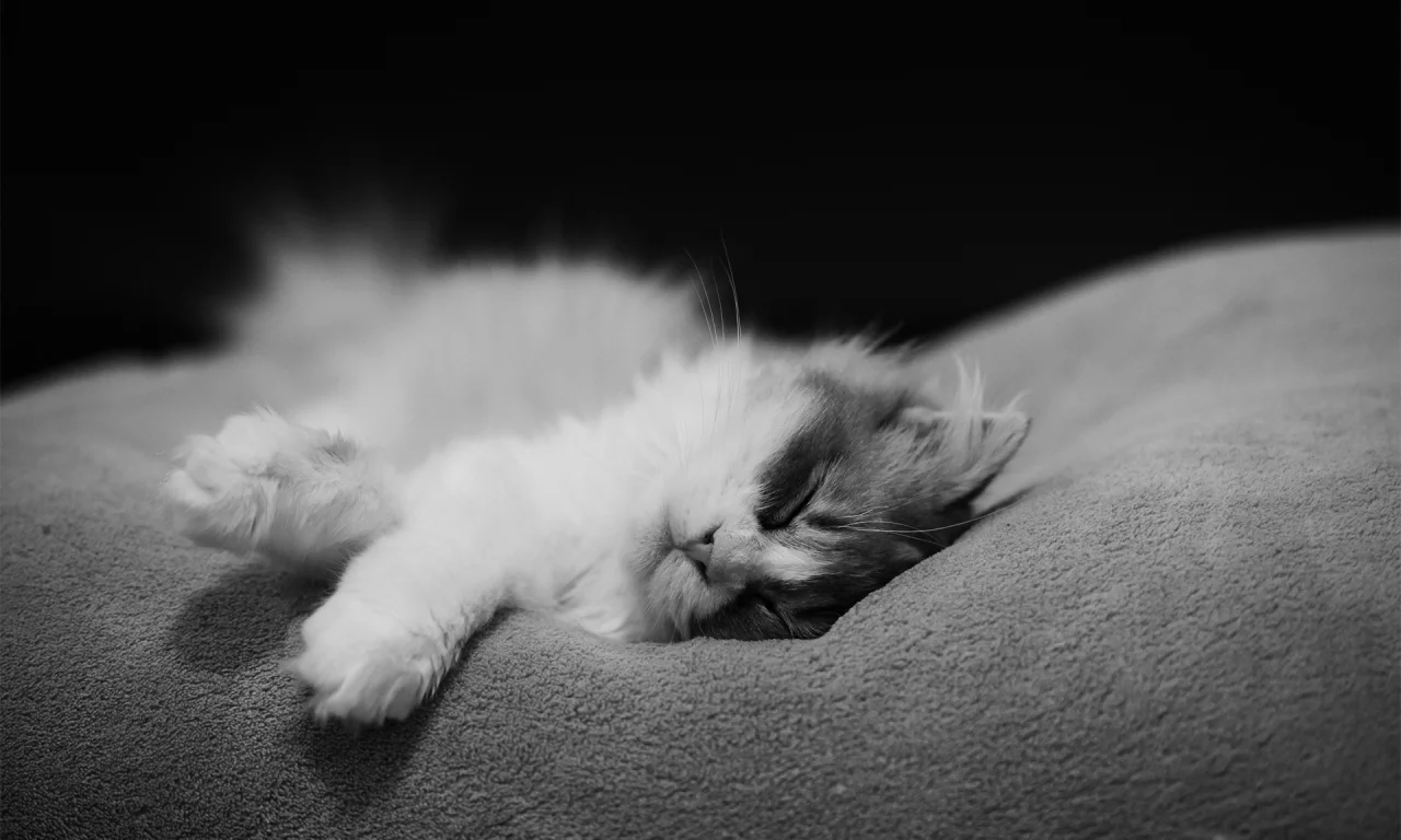 черно-белое, кошка, котэ, кот, монохромное, спит