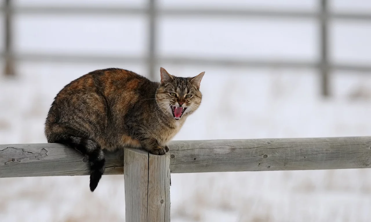зима, снег, столб, забор, кошка, деревяшки, кот