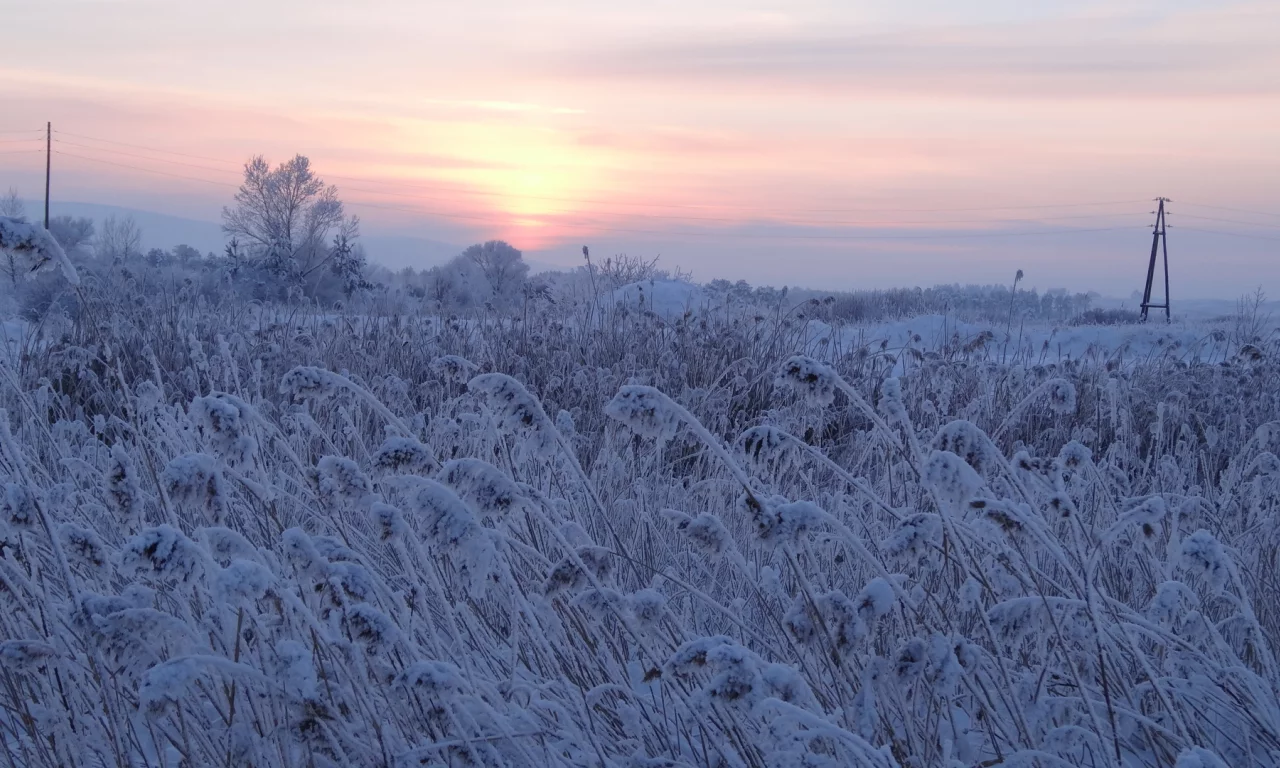 пейзаж, зима, снег, вечер, сумерки, трава, деревья
