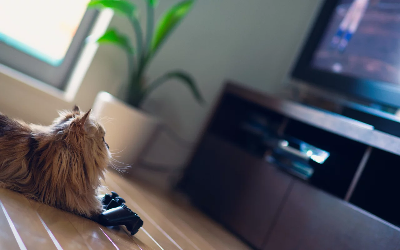 кошка, ben torode, daisy, benjamin torode, телевизор, джойстик, игра