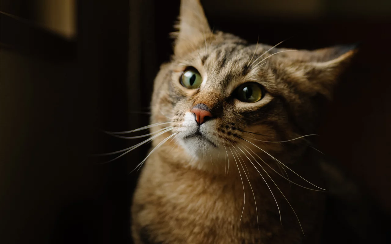 котэ, фон, морда, кот, кошка