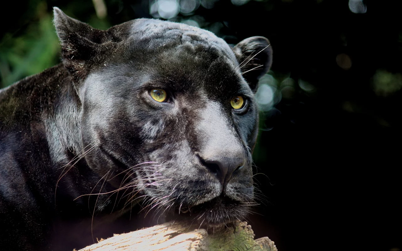 морда, panthera pardus, хищник, пантера, усы, leopard, леопард
