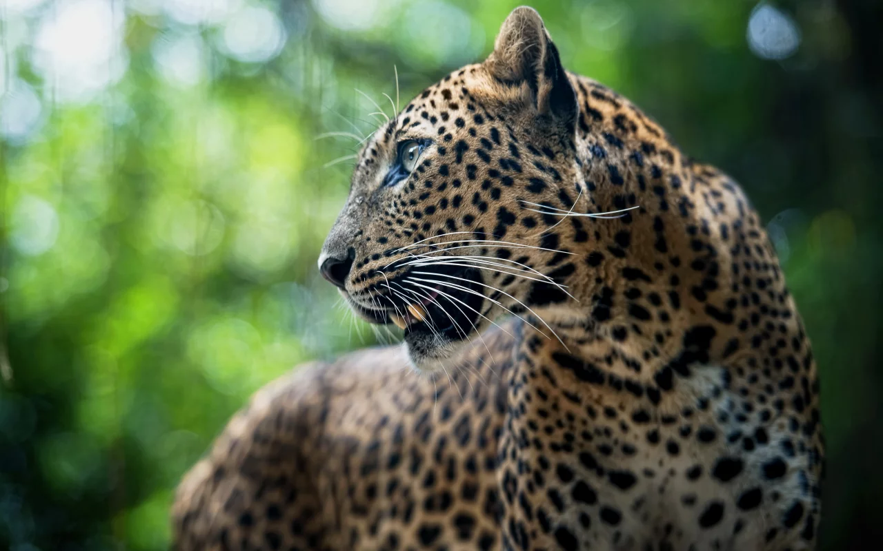 leopard, хищник, леопард, животное, panthera pardus