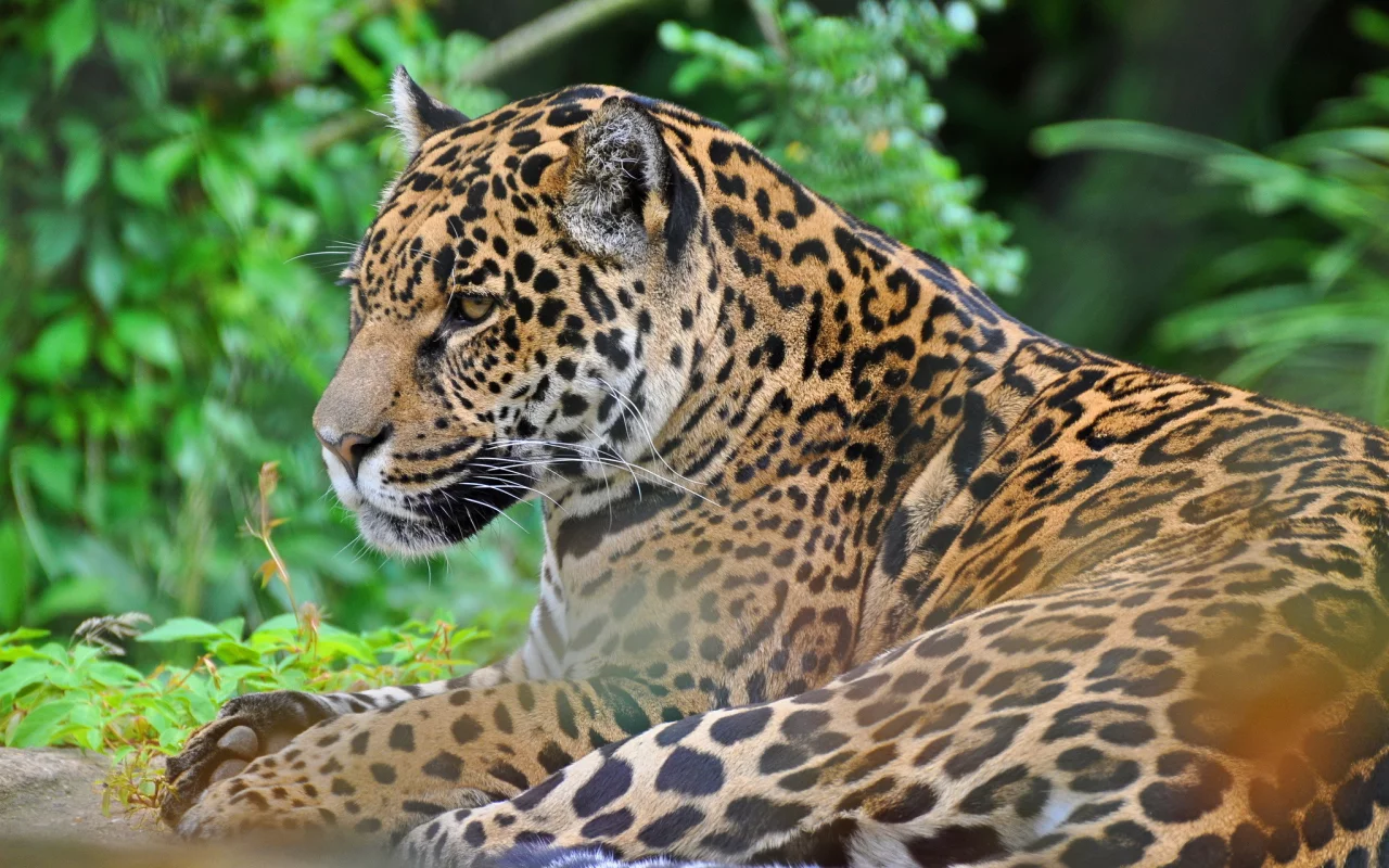 panthera onca, дикая кошка, хищник, морда, ягуар