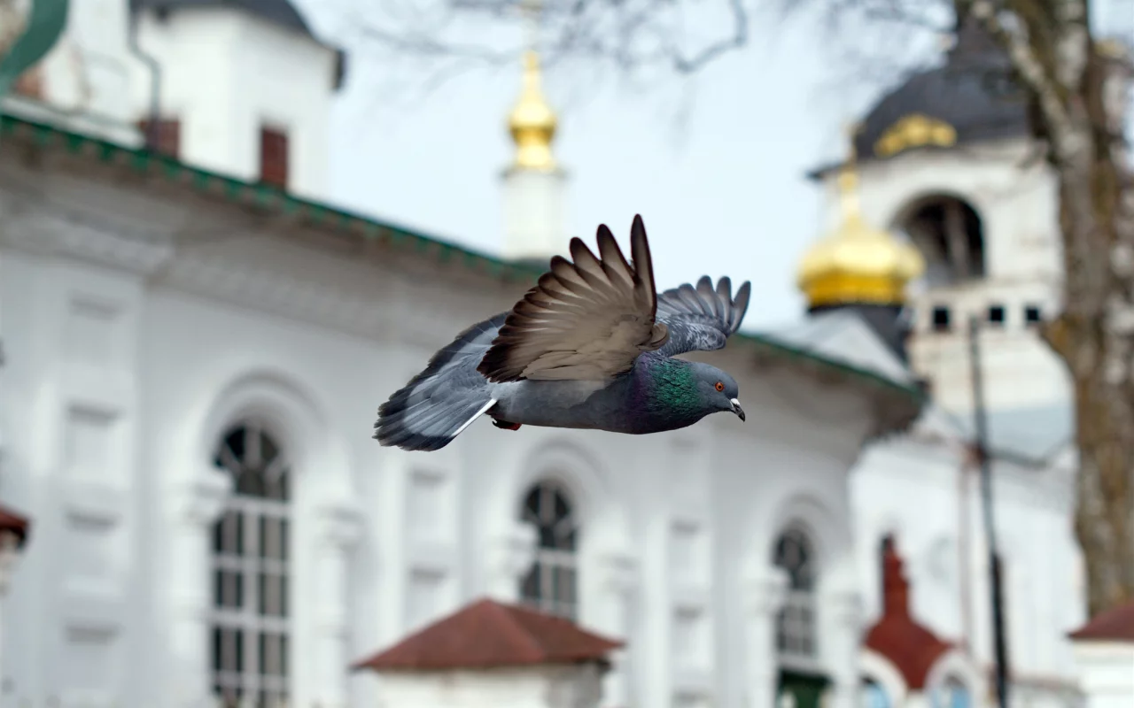 часовня, птица, полёт, голубь, храм, церковь