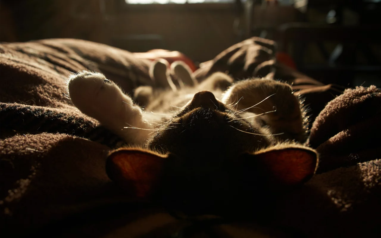 свет, спит, одеяло, котенок, солнце, кот