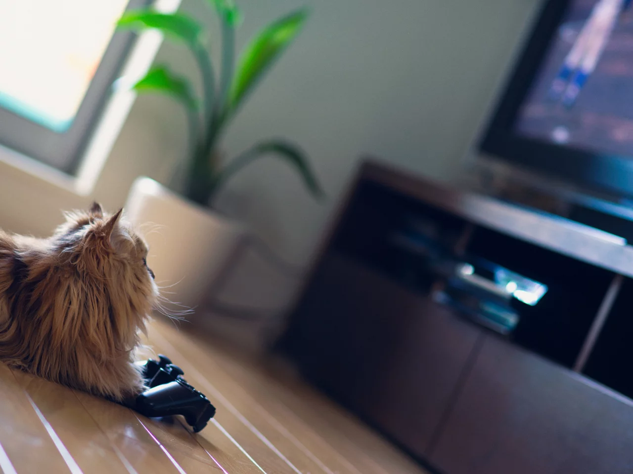 кошка, ben torode, daisy, benjamin torode, телевизор, джойстик, игра