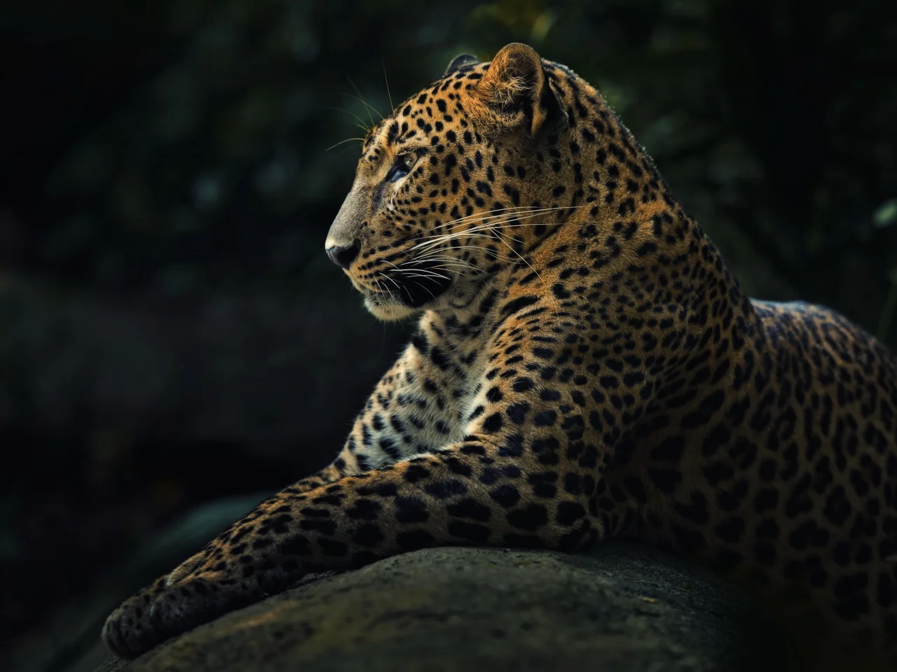panthera pardus, хищник, леопард, животное