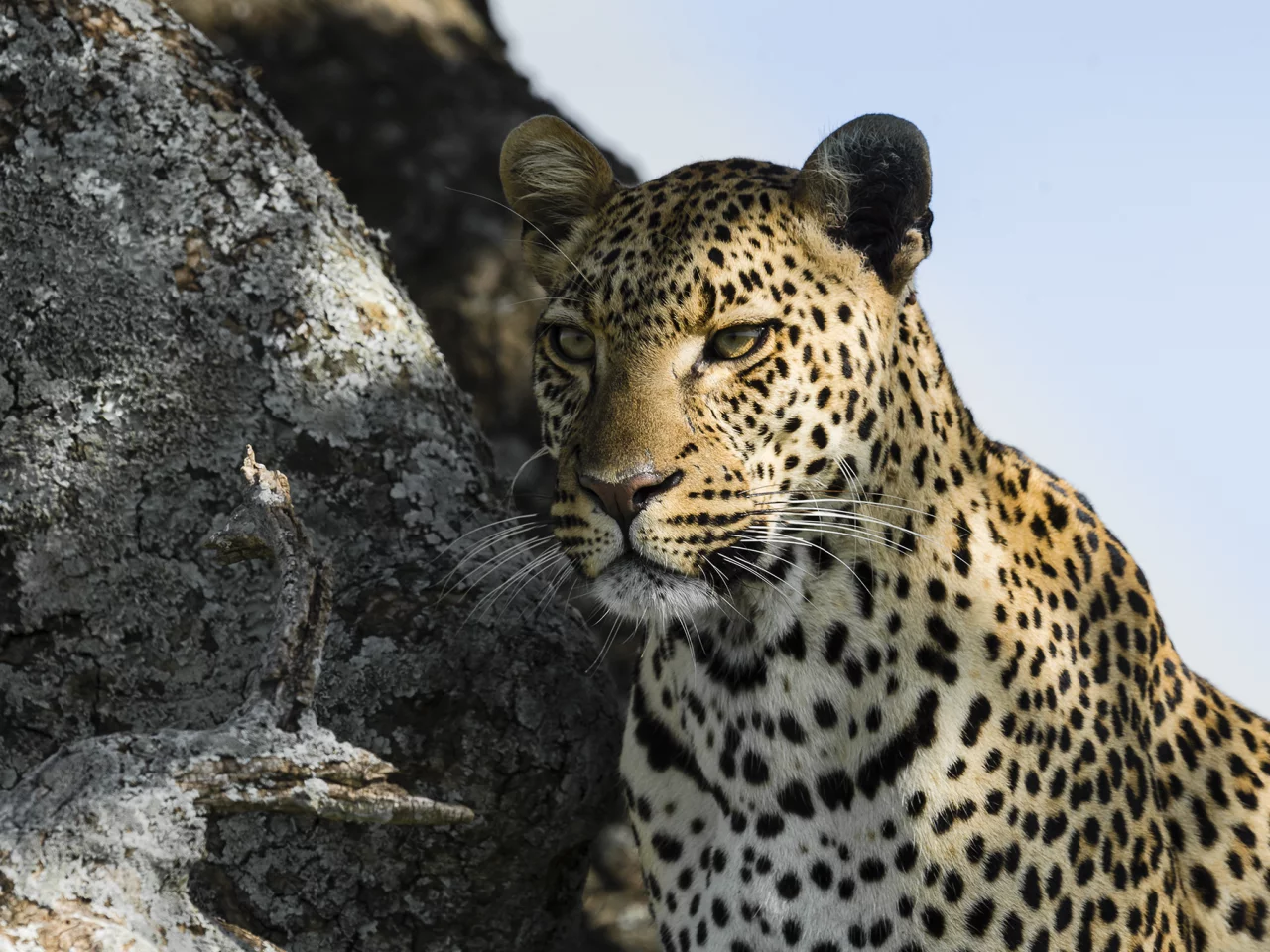 леопард, хищник, leopard, взгляд, морда
